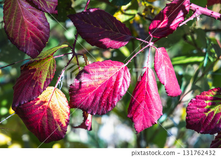 Crimson leaves catch sunlight. Autumnal hues paint the foliage. A vibrant display of natural beauty. Seasonal transformation in detail. 131762432