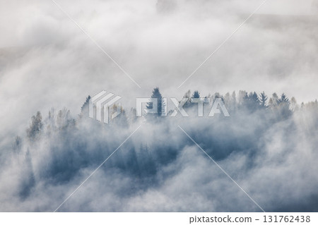 Misty forest landscape with fog rolling through the trees creating an ethereal and tranquil scene of nature's beauty. 131762438