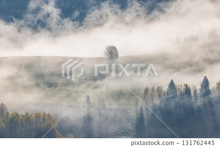 A solitary tree on a hill is shrouded by a thick fog creating a serene landscape of mystery and tranquility. Trees below are shrouded. A solitary tree on a hill is shrouded by a thick fog creating a serene landscape of mystery and tranquility. Trees below are shrouded. 131762445
