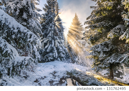 Sunbeams through trees in a forest in a foggy snowy winter landscape. The Orava region in north of Slovakia, Europe. 131762495