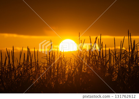 Golden hour shines on the countryside as the sun sets behind a field of tall grass. A serene and scenic rural landscape. 131762612