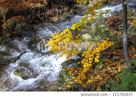 Autumn's gold accents a river's rocky cascade, vibrant leaves amidst the water's flow and mossy stones. The Mala Fatra national park in Slovakia, Europe. 131762635