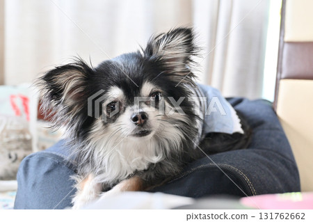 Traveling in a camper van with my beloved dog: Chihuahua 131762662
