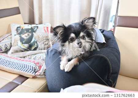 Traveling in a camper van with my beloved dog: Chihuahua 131762663