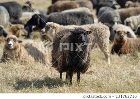 flock of sheeps in sylt Island, Germany 131762710