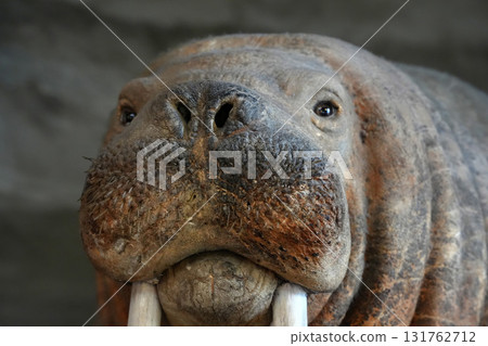 Walrus stuffed animal close up display 131762712