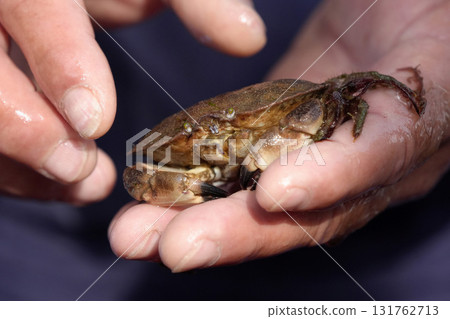Fisherman hand showing north sea underwater life in Sylt Island Germany crab Fisherman hand showing north sea underwater life in Sylt Island Germany crab 131762713