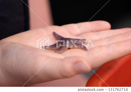 Fisherman hand showing north sea underwater life in Sylt Island Germany starfish Fisherman hand showing north sea underwater life in Sylt Island Germany starfish 131762718