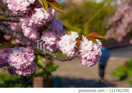 Double cherry blossoms in the park and a runner Double cherry blossoms in the park and a runner 131762790