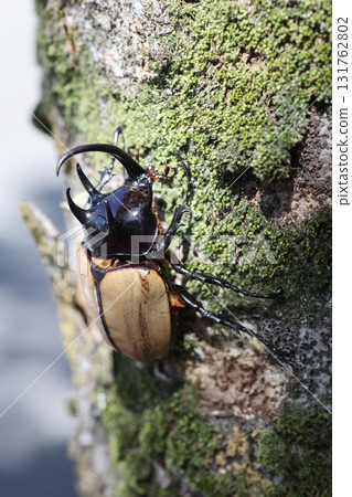 Gohondzunokabuto 131762802