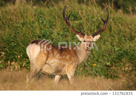 Ezoshima的男性 Ezoshima的男性 131762835