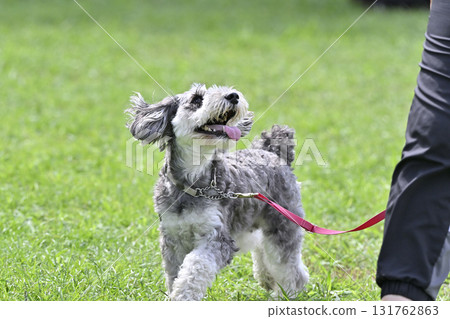 Smiling Miniature Schnauzer walking with a woman Smiling Miniature Schnauzer walking with a woman 131762863
