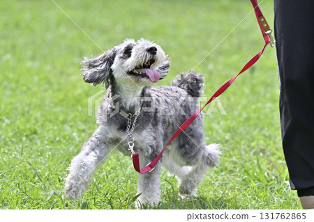 Smiling Miniature Schnauzer walking with a woman Smiling Miniature Schnauzer walking with a woman 131762865