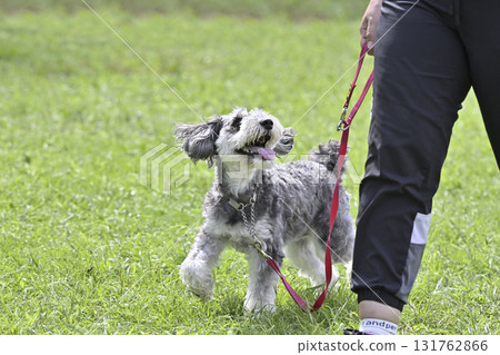 Smiling Miniature Schnauzer walking with a woman 131762866