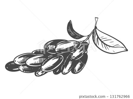 Line sketch of a barberry. Vector illustration of the sour berry. Imitation of an old engraving. A barberry branch lies on a table. 131762966