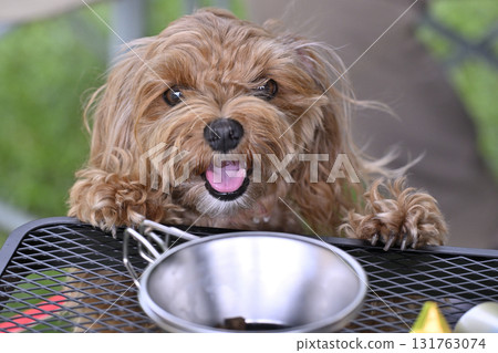 A cute Maltipoo (toy poodle x Maltese) curious about the treats on the table 131763074