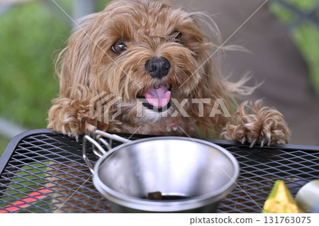 一隻可愛的馬耳他犬（玩具貴賓犬 x 馬耳他犬）對桌上的食物感到好奇 131763075