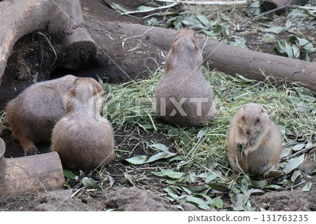 A group of prairie dogs relaxing on natural bedding 131763235