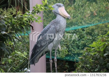 A shoebill standing in the tropical greenery A shoebill standing in the tropical greenery 131763236