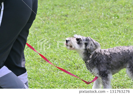 Smiling Miniature Schnauzer walking with a woman Smiling Miniature Schnauzer walking with a woman 131763276