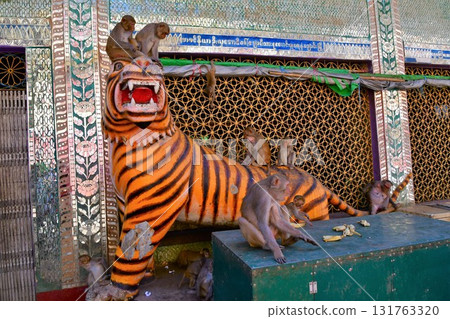 Monkeys crowding around a tiger statue in Taung Kalat, a sacred place for the indigenous Nat religion, Mount Popa, Myanmar Monkeys crowding around a tiger statue in Taung Kalat, a sacred place for the indigenous Nat religion, Mount Popa, Myanmar 131763320