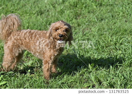 微笑的馬耳他犬(玩具貴賓犬 x 馬耳他犬)在狗舍裡玩耍 微笑的馬耳他犬(玩具貴賓犬 x 馬耳他犬)在狗舍裡玩耍 131763525