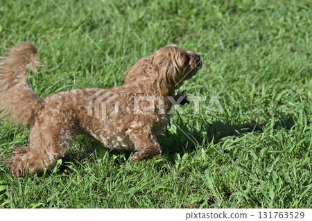 微笑的馬耳他犬（玩具貴賓犬 x 馬耳他犬）在狗舍裡玩耍 131763529