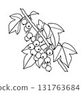 Black and White Outline Drawing Blackcurrant Branch 131763684