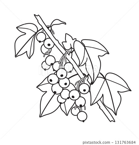 Black and White Outline Drawing Blackcurrant Branch 131763684