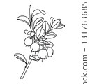 Black and White Outline Drawing Bog Bilberry Branch 131763685