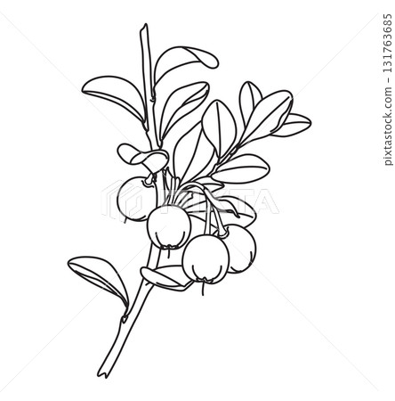Black and White Outline Drawing Bog Bilberry Branch 131763685