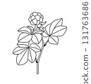 Black and White Outline Drawing Cloudberry Branch 131763686