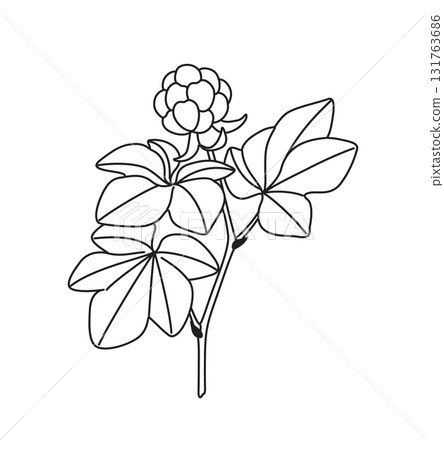 Black and White Outline Drawing Cloudberry Branch Black and White Outline Drawing Cloudberry Branch 131763686