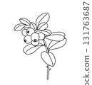 Black and White Outline Drawing Lingonberry Branch 131763687