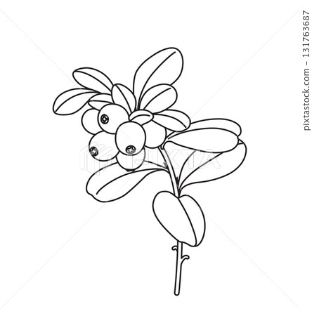 Black and White Outline Drawing Lingonberry Branch Black and White Outline Drawing Lingonberry Branch 131763687
