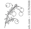 Black and White Outline Drawing Cranberry Branch 131763688