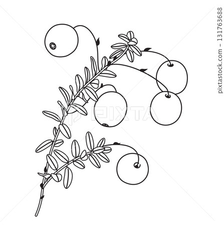 Black and White Outline Drawing Cranberry Branch 131763688