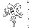 Black and White Outline Drawing  Wild Strawberry 131763689