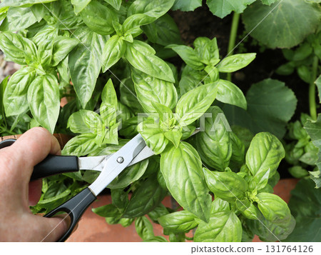 Farmer gardener cuts basil with pruner, harvest of green herbs Farmer gardener cuts basil with pruner, harvest of green herbs 131764126