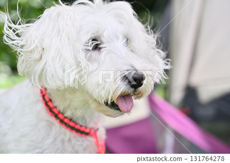 和我的迷你雪納瑞一起在戶外 和我的迷你雪納瑞一起在戶外 131764278