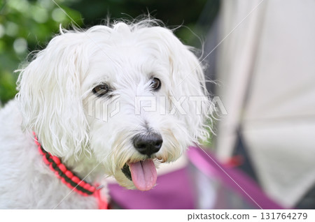 和我的迷你雪納瑞一起在戶外 和我的迷你雪納瑞一起在戶外 131764279