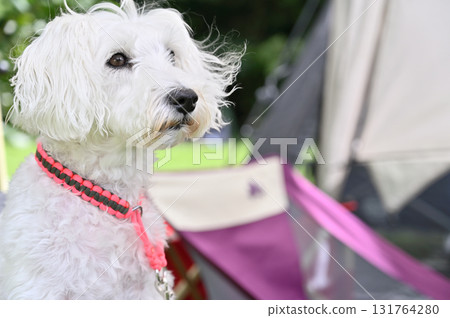 和我的迷你雪納瑞一起在戶外 和我的迷你雪納瑞一起在戶外 131764280