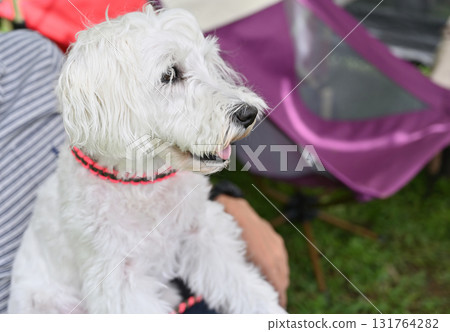 和我的迷你雪納瑞一起在戶外 和我的迷你雪納瑞一起在戶外 131764282