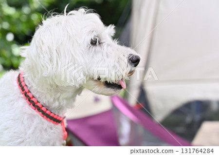 和我的迷你雪納瑞一起在戶外 和我的迷你雪納瑞一起在戶外 131764284