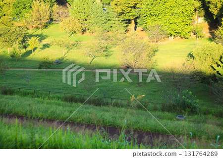 金色夕陽照射下的鬱鬱蔥蔥的公園景觀 131764289