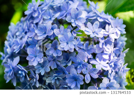 Hydrangeas (Temari-temari) blooming at Rakushisha, a sacred place for haiku poetry, Sagano, Kyoto 131764533