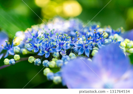 京都嵯峨野俳句聖地落子社的繡球花盛開 京都嵯峨野俳句聖地落子社的繡球花盛開 131764534