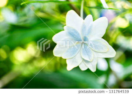 京都嵯峨野俳句聖地落子社的繡球花盛開 131764539