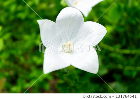 White bellflowers blooming at Rakushisha, a sacred place for haiku poetry, in Sagano, Kyoto 131764541
