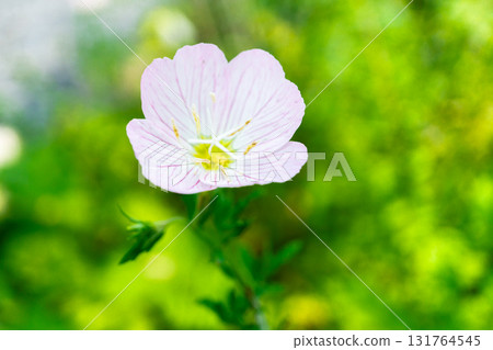 Evening primroses blooming at Rakushisha, a sacred place for haiku poetry, Sagano, Kyoto 131764545